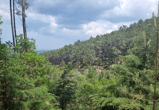 Los preciosos bosques  Monserrate