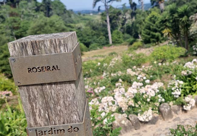 Roseiral rosales Palacio de Monserrate