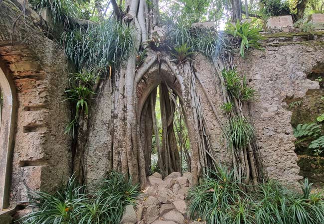 Portuguese version of Ta Prohm Angkor Wat
